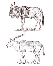 African Wild Antelope, Deer Or Doe. Blue Gnu Wildebeest And Eland. An Animal In A Safari. Vintage Mammal, Engraved Hand Drawn Old Monochrome Sketch For Label.