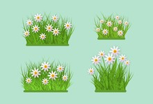 Daisy And Chamomile On Green Meadow Grass Leaves Bush Icon Set. Spring Summer Object For Retail, Sale Poster And Advertising Design. Vector Isolated Illustration