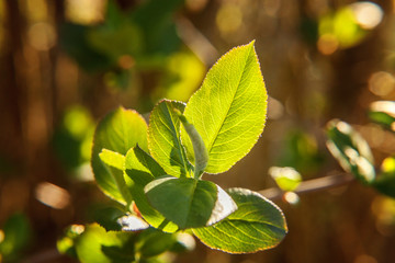 Closeup nature view of green leaf glow in sun on blurred greenery spring or summer background in garden or park with copy space. Natural green plants landscape ecology fresh wallpaper concept