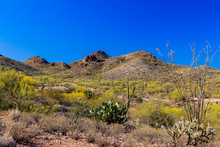 Spring Landscape Arizona's Sonoran Desert. Saguaro, Ocotillo, Prickly Pear, Cholla Cacti And Creosote Bushes. Rocky Hills And Blue Sky In Background.