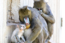 Mandrill Family In Captivity. The Mandrill Is Not Only The Largest Monkey In The World, But It Is Also One Of The Most Distinctive.
