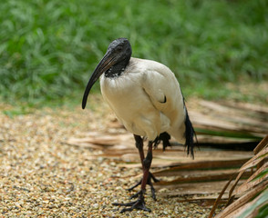 sacred ibis has spotted you