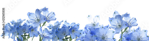 Obrazy niebieskie  kwiaty-chaber-na-bialym-tle