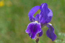 Close On Petals Of Blue Iris On Green Background