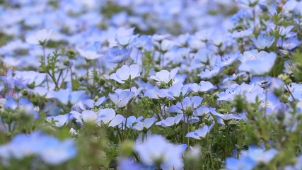 Wall Mural - Closed up of Nemophila (Baby blue eyes) flower background