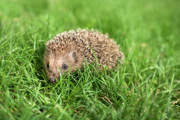 Small hedgehog in a grass