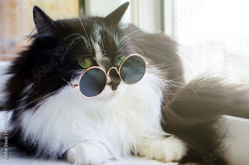 black white fluffy cat