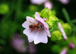 Honeybee covered in pollen while feeding on a pale pink Malva (Malva moschata) flower against a natural background