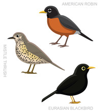 Bird True Thrush Set Cartoon Vector Illustration