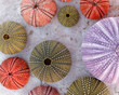 © Dimitrios - collection of colorful sea urchins on white marble