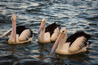 Pelicans swimming on the sea