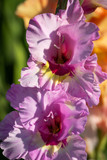 Fototapeta  - Gladiolen im Garten