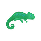 Fototapeta Dinusie - Chameleon amphibian animal vector Illustration on a white background