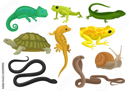 Fotomural Reptile and amphibian set, chameleon, frog, turtle, lizard,gecko, triton vector