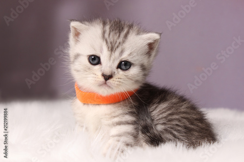 Britisch Kurzhaar Katze Im Rasseportrait Zooroyal Magazin