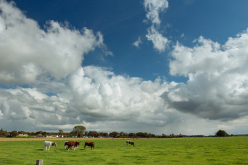 Cows grazing on grassy green field. Countryside landscape with cloudy sky, pastureland for domesticated livestock in Normandy, France. Dramatic sky. Cattle breeding and industrial agriculture concept.