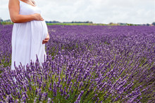 Belly Of Pregnant Girl In A Lavender Flowers Field.