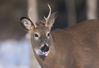 Wall Mural - White-tailed deer buck in the winter snow in Canada