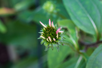 Wall Mural - beginnings of a purple coneflower  surrounded by unopened tiger lilies