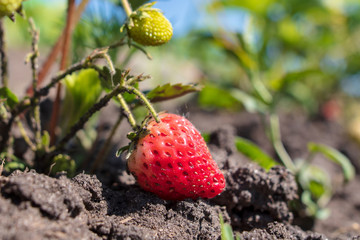 Red ripe strawberry in the garden