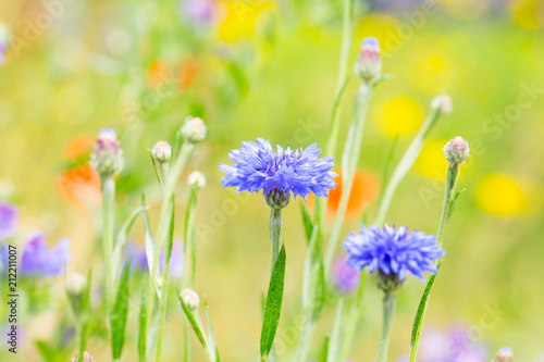 Kornblumen auf der Wiese