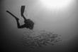 © Simone Tognon - backlighting of diver with a group of fish
