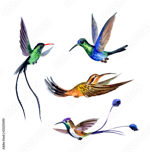 Naklejka - mata magnetyczna na lodówkę Set of hummingbirds, watercolor drawing on white background isolated with clipping path.