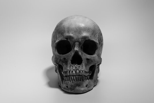 Fototapete - Human skull on white background