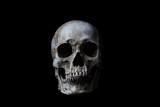 Fototapeta Tulipany - Human skull on black background