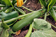 Organic Zucchini Homegrown Flowering And Ripe Fruits Of Zucchini In Vegetable Garden