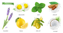 Medicinal Plants And Flavors, Chamomile, Mint, Lavender, Lemon, Almonds, Coconut, Olive Oil. 3d Realistic Vector Icon Set