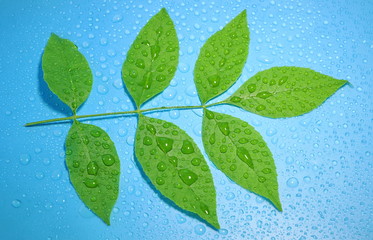 green leaves on blue water drop background ecology energy of plant life