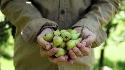 Wall Mural - Fresh pears in hands