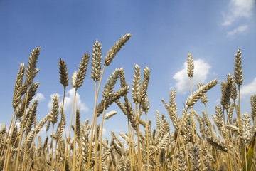 Photo of wheat field and blue cloudy sky on sunny day