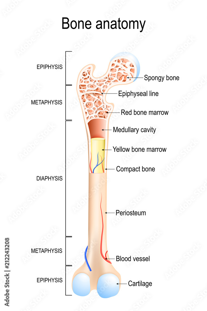 Long Bone Vector Structure of a Long Bone. Stock Vector | Adobe Stock