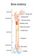 Structure of a Long Bone.