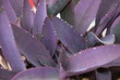 © Maciej - Setkrezja purpurowa, fioletowiec, Setcreasea purpurea, Tradescantia pallida