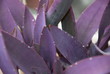 © Maciej - Setkrezja purpurowa, fioletowiec, Setcreasea purpurea, Tradescantia pallida