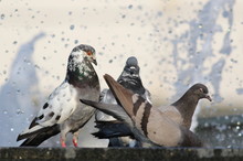 Pigeon Drinking Water On Fountain