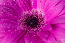 Beautiful Purple (magenta) Flower Background Texture Close Up.purple Gerbera With Dew Drops On Top. Purity Concept.
