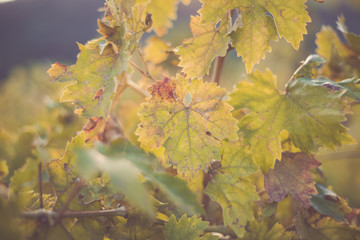 Wall Mural - Vine leaves after the autumn harvest.