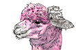 Alpaka (Lama) Kopf als Aquarell Illustration