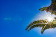 Sommer Hintergrund Palme Himmel Blau mit Sonne Leuchten Strahlen