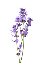 Few Sprigs Of Lavender Isolated On White Background.
