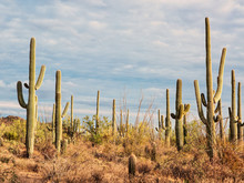 Landscape Of The Desert With Saguaro Cacti.  Toned Image