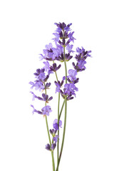 Wall Mural - Few sprigs of lavender isolated on white background.