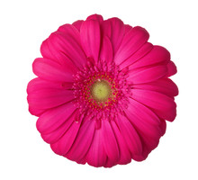 Gerbera Flower Of Magenta Color Isolated On White Background.
