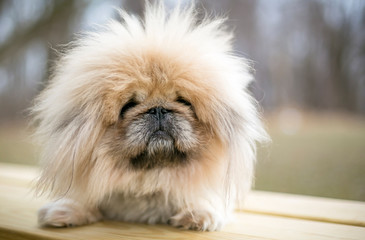 a fuzzy purebred pekingese dog