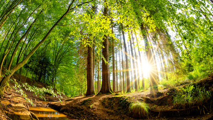  Beautiful forest in summer with bright sun shining through the trees
