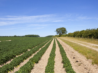 Sticker - potato crop and bridleway